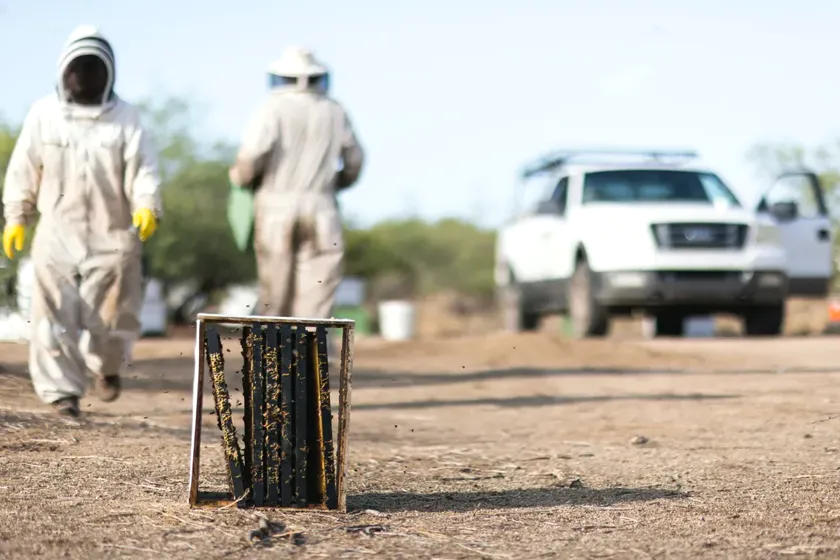 Tratamiento de abejas y enjambres en Rubí — EcoPest