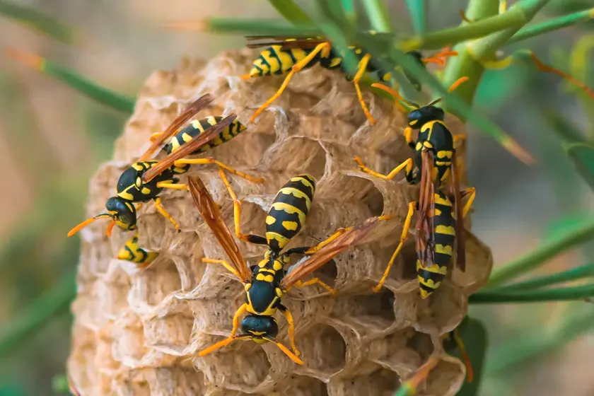 Tratamiento de avispas en Rubí — EcoPest