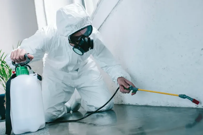 Desinsectación en Rubí — EcoPest